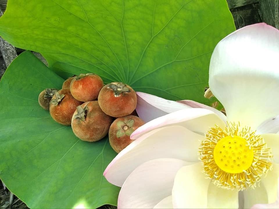 Ayutthaya Garden River Home Ban Bang Krasan Luaran gambar